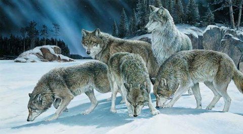 lobo 2