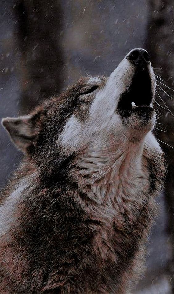lobo 4